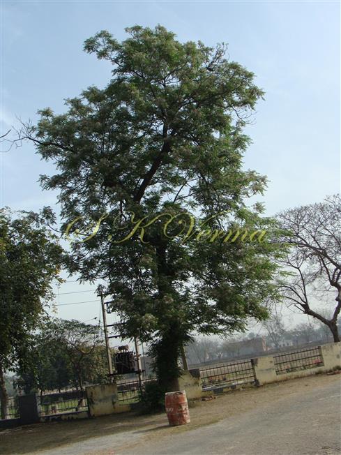  Plant-Neem type habit